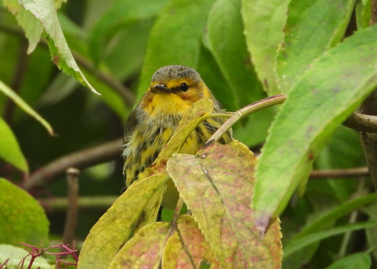 Cape May Warbler - ML641088844