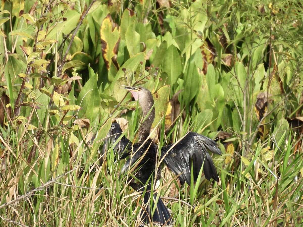 Anhinga - ML641088847