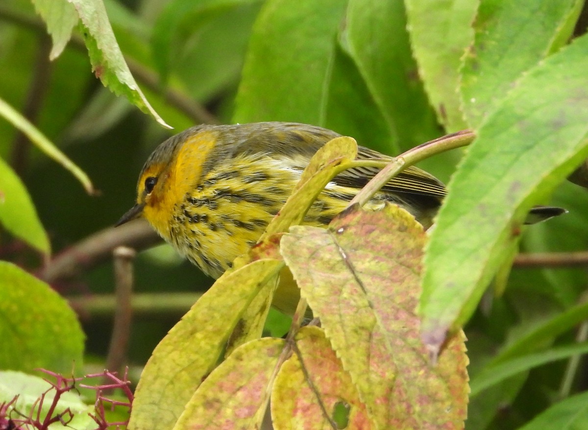 Cape May Warbler - ML641088849