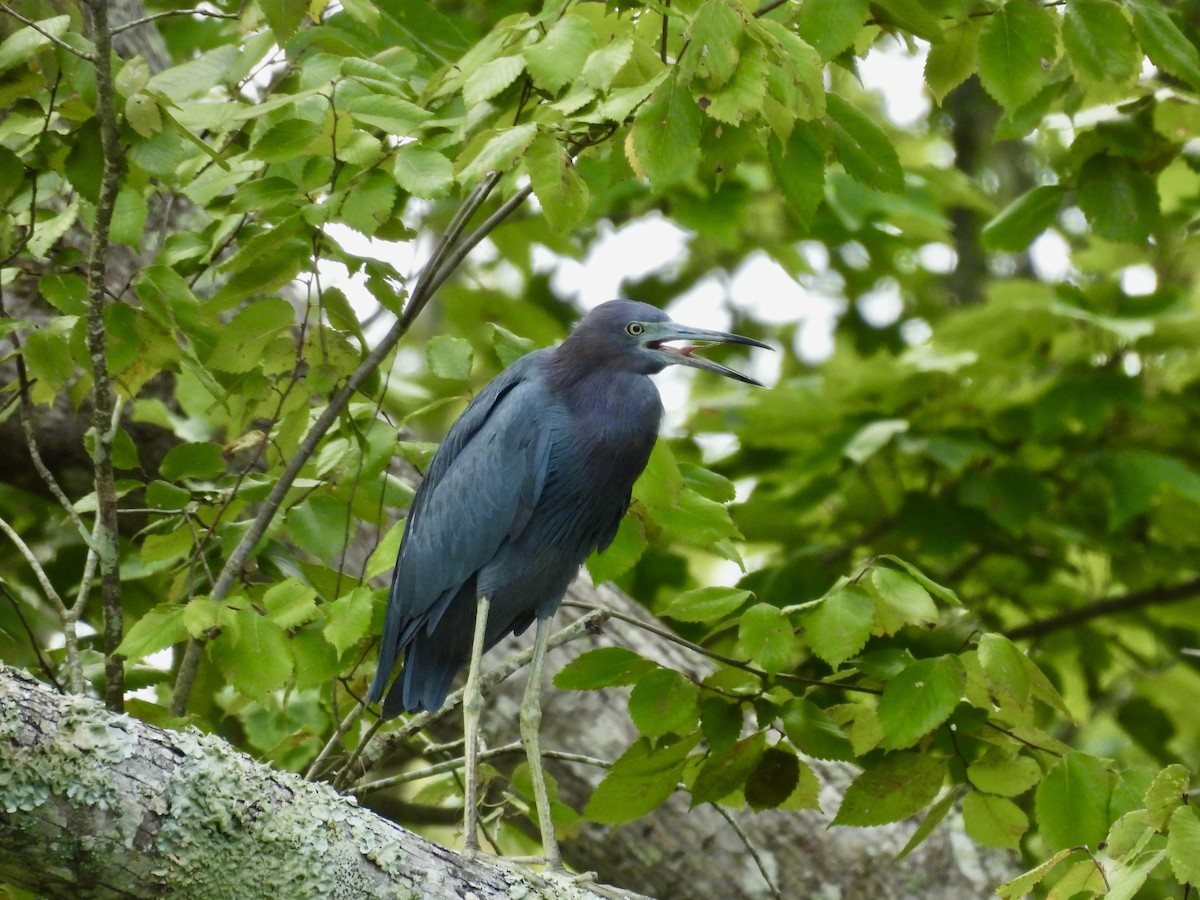 Little Blue Heron - ML641088852