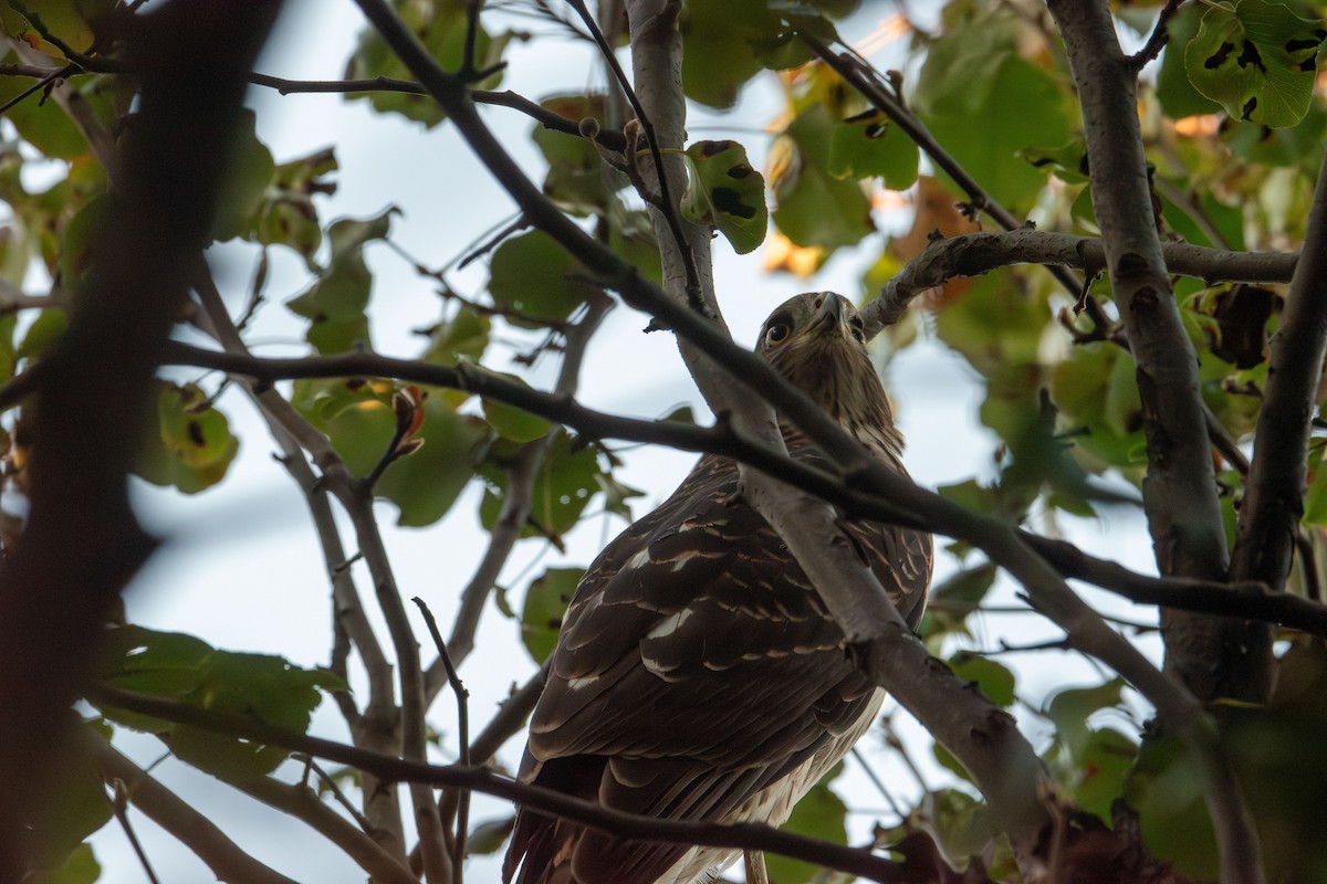 Cooper's Hawk - ML641088867