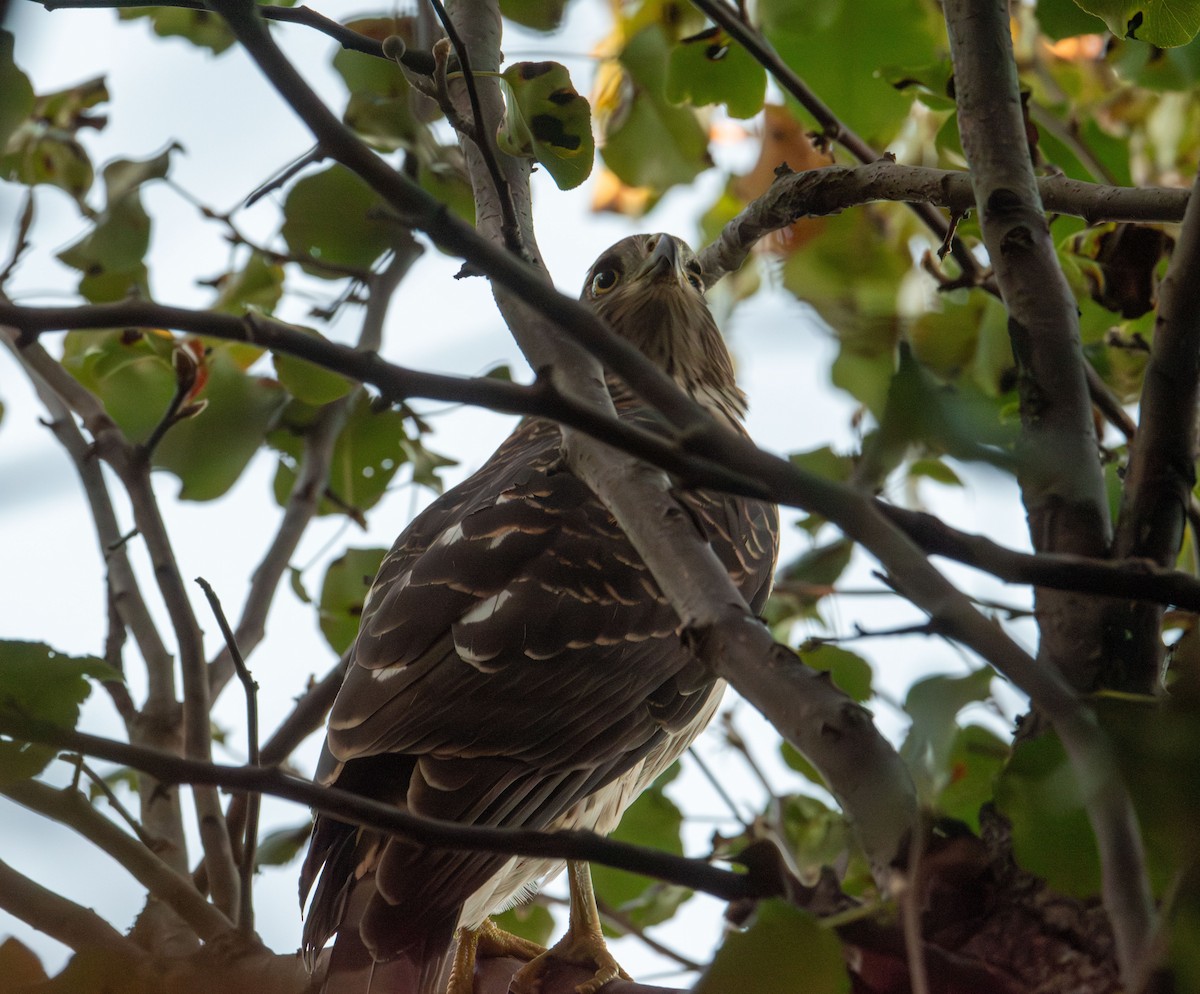 Cooper's Hawk - ML641088870