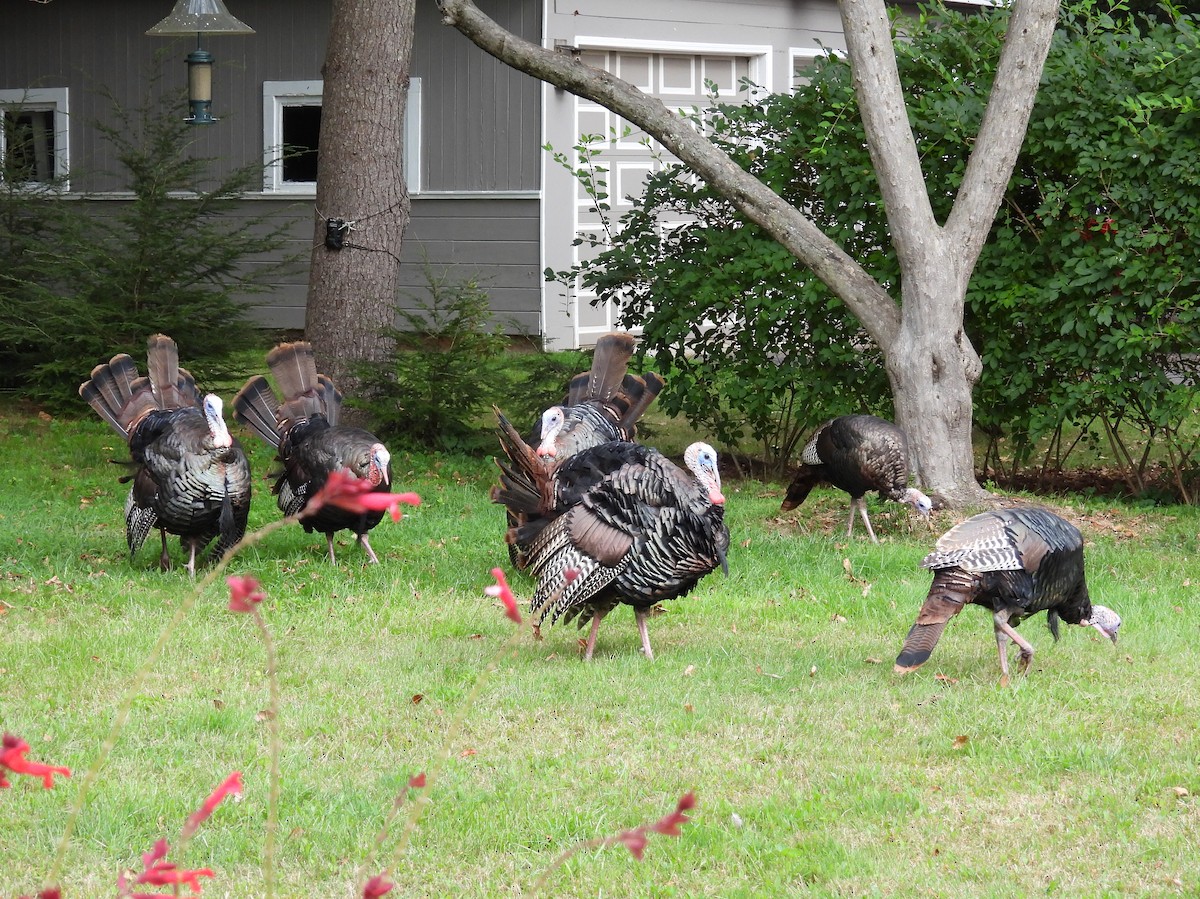 Wild Turkey - ML641088875