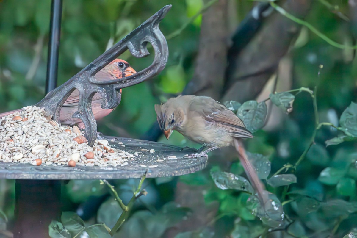 Northern Cardinal - Nancy Benanito-sgromolo