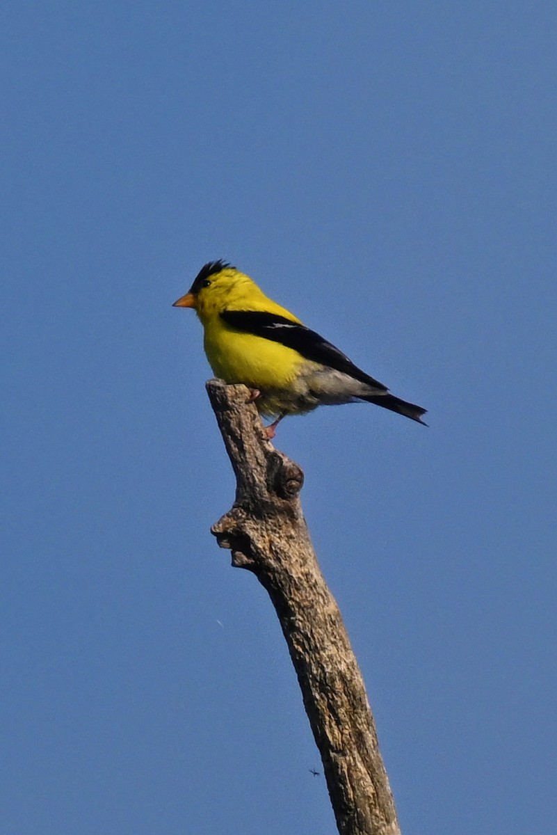 Jilguero Yanqui - ML641088913