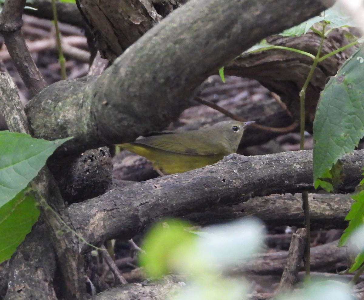 Mourning Warbler - ML641088921
