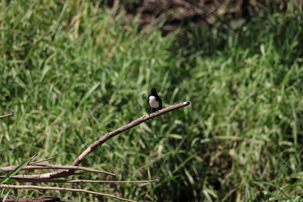 Abanico Lavandera - ML641088926