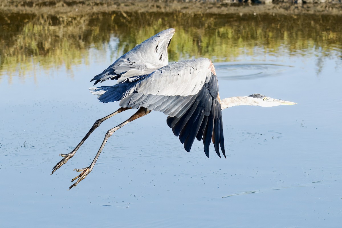 Garza Azulada - ML641088941