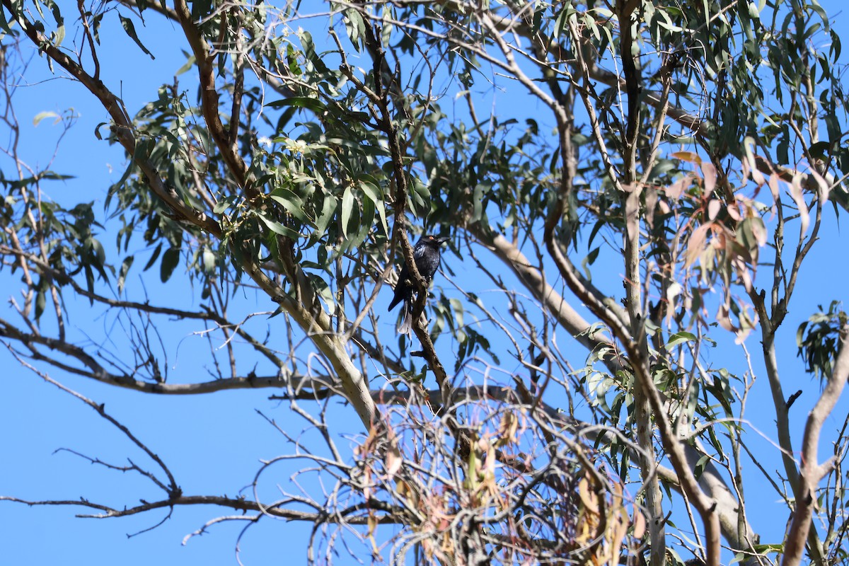 Drongo Escamoso - ML641088942