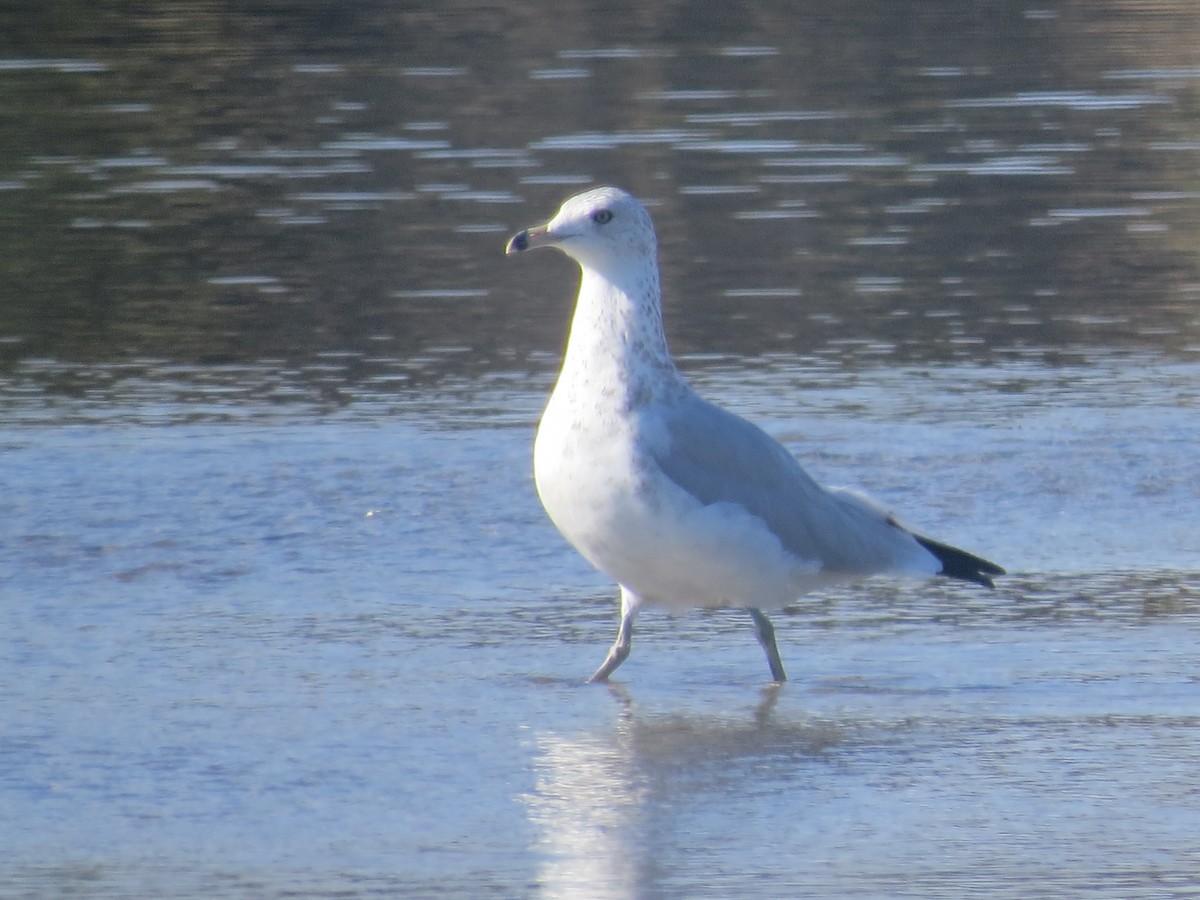 Gaviota de Delaware - ML641088943