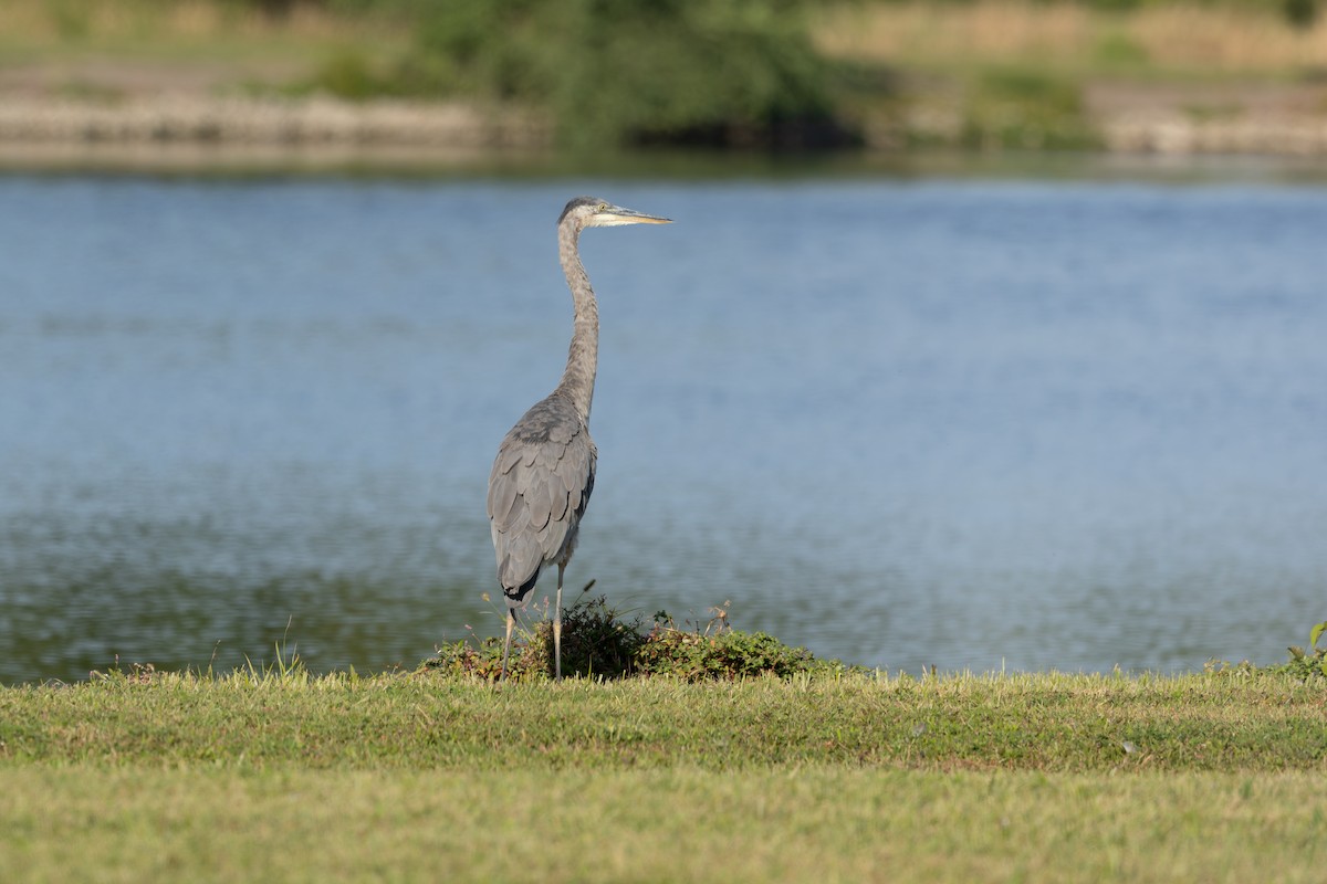 Garza Azulada - ML641088945