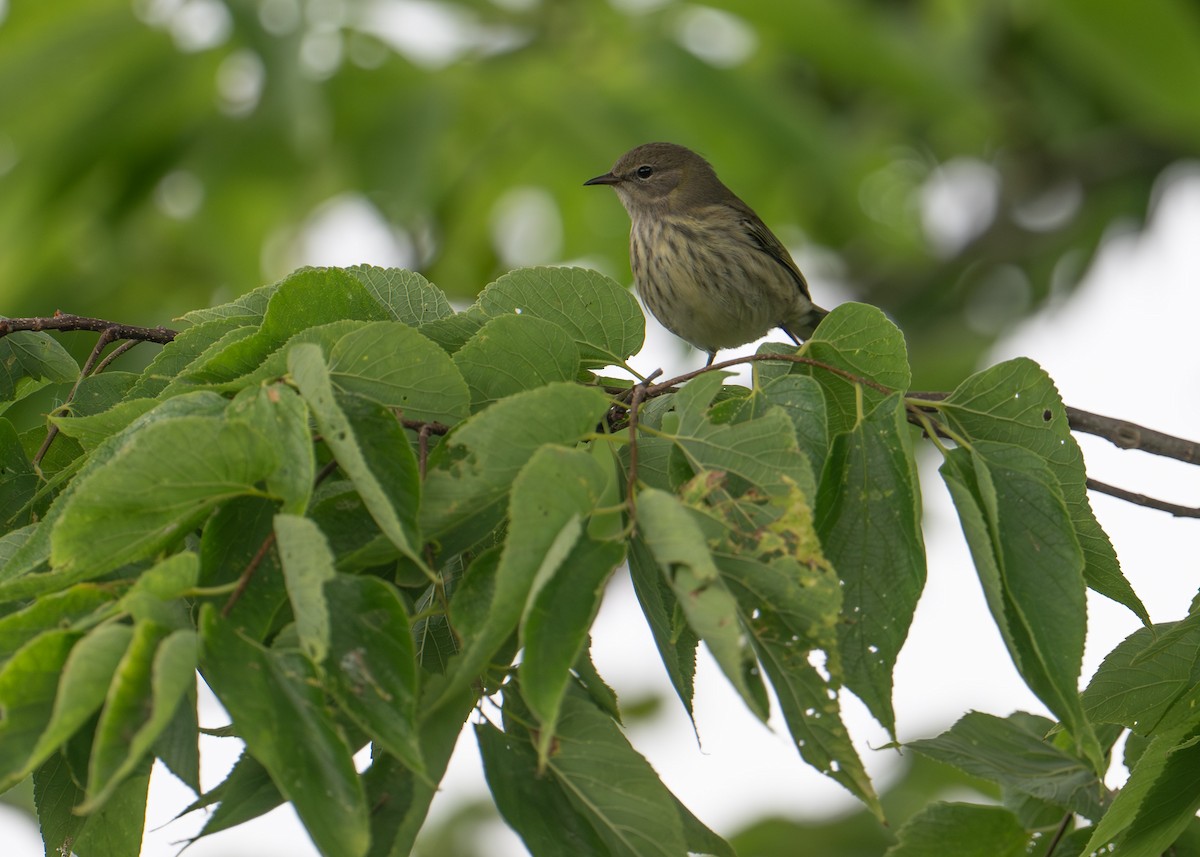 Cape May Warbler - ML641088953