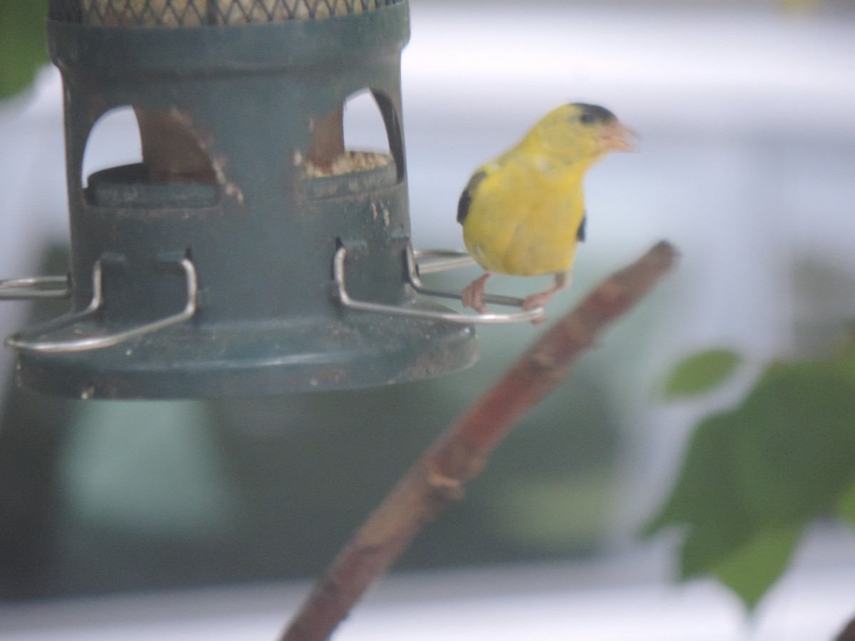 American Goldfinch - ML641088969