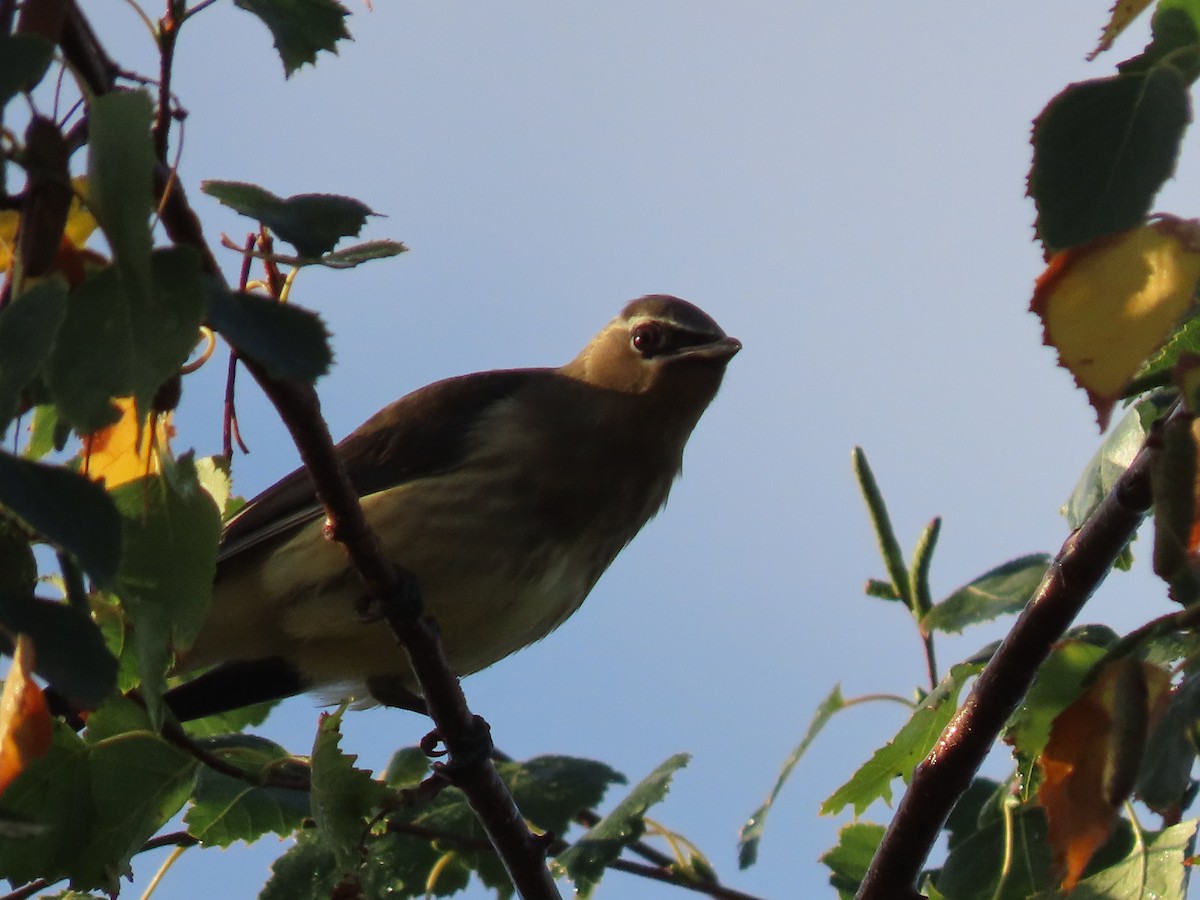 Cedar Waxwing - ML641088980