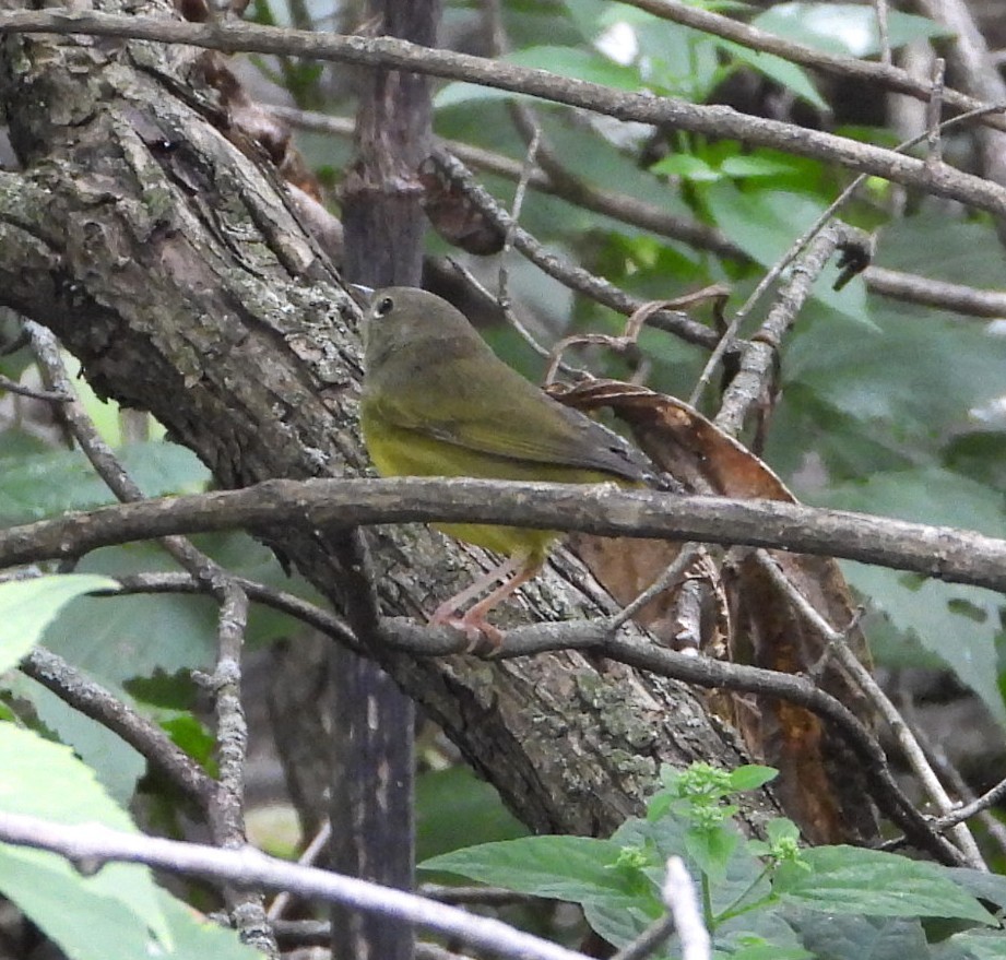 Mourning Warbler - ML641088981