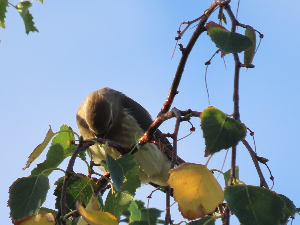Cedar Waxwing - ML641088982