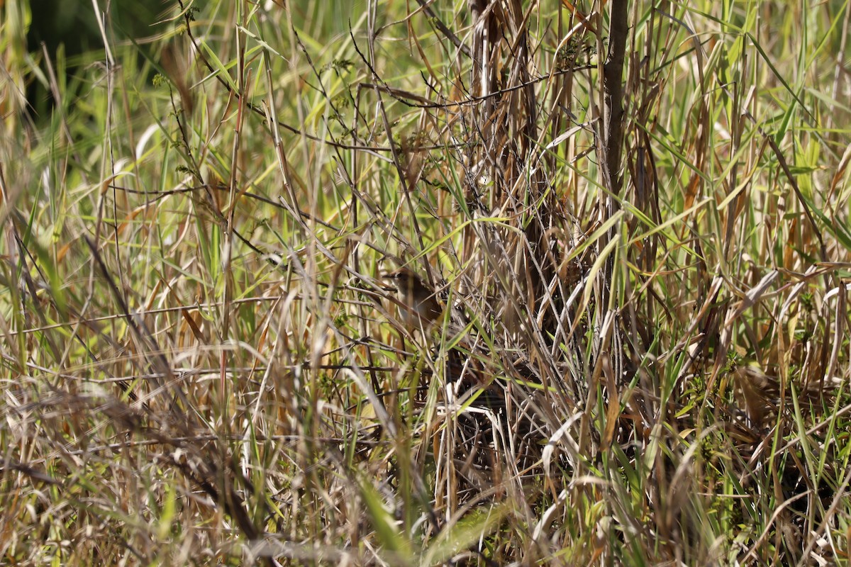 Tawny Grassbird - ML641089012