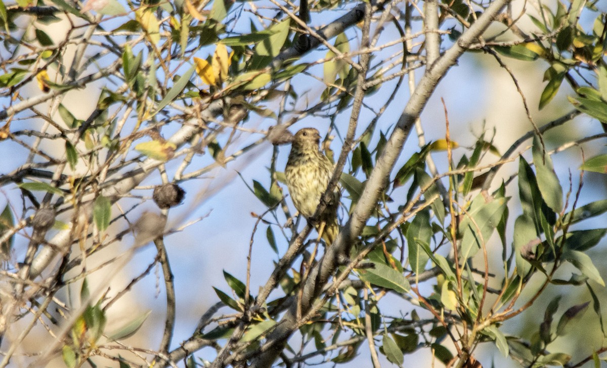 Jilguero de Los Pinos - ML641089022