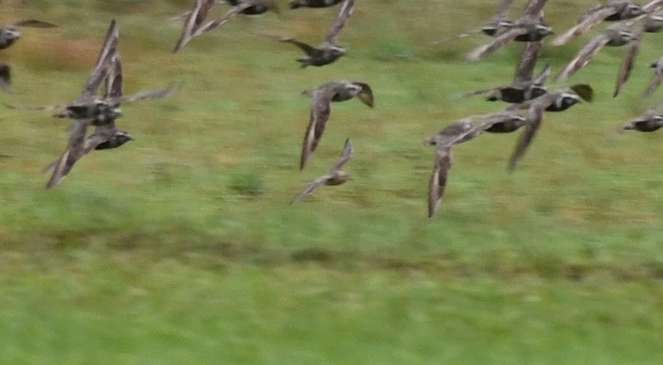 コモンシギ - ML641089039