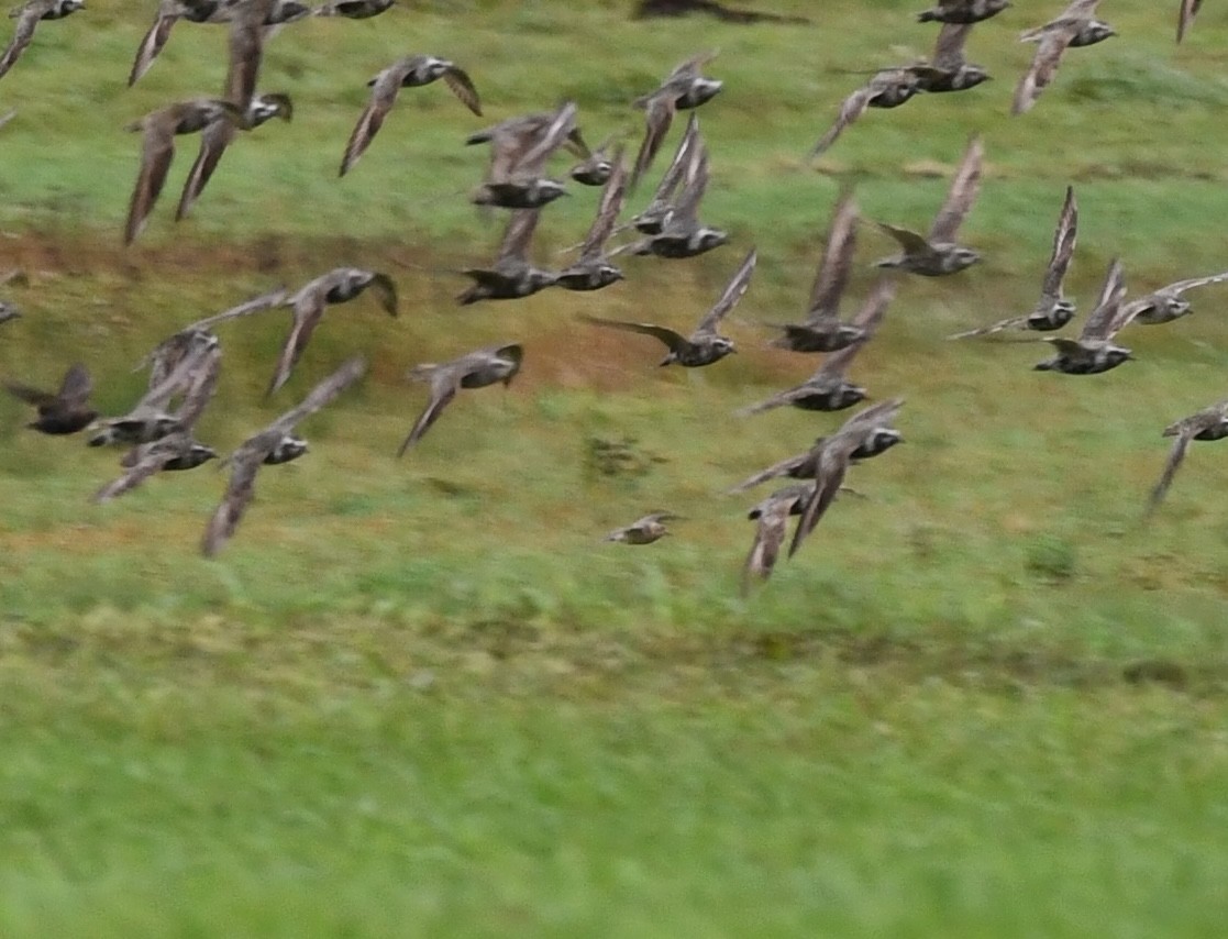 コモンシギ - ML641089040