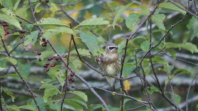 Cedar Waxwing - ML641089041