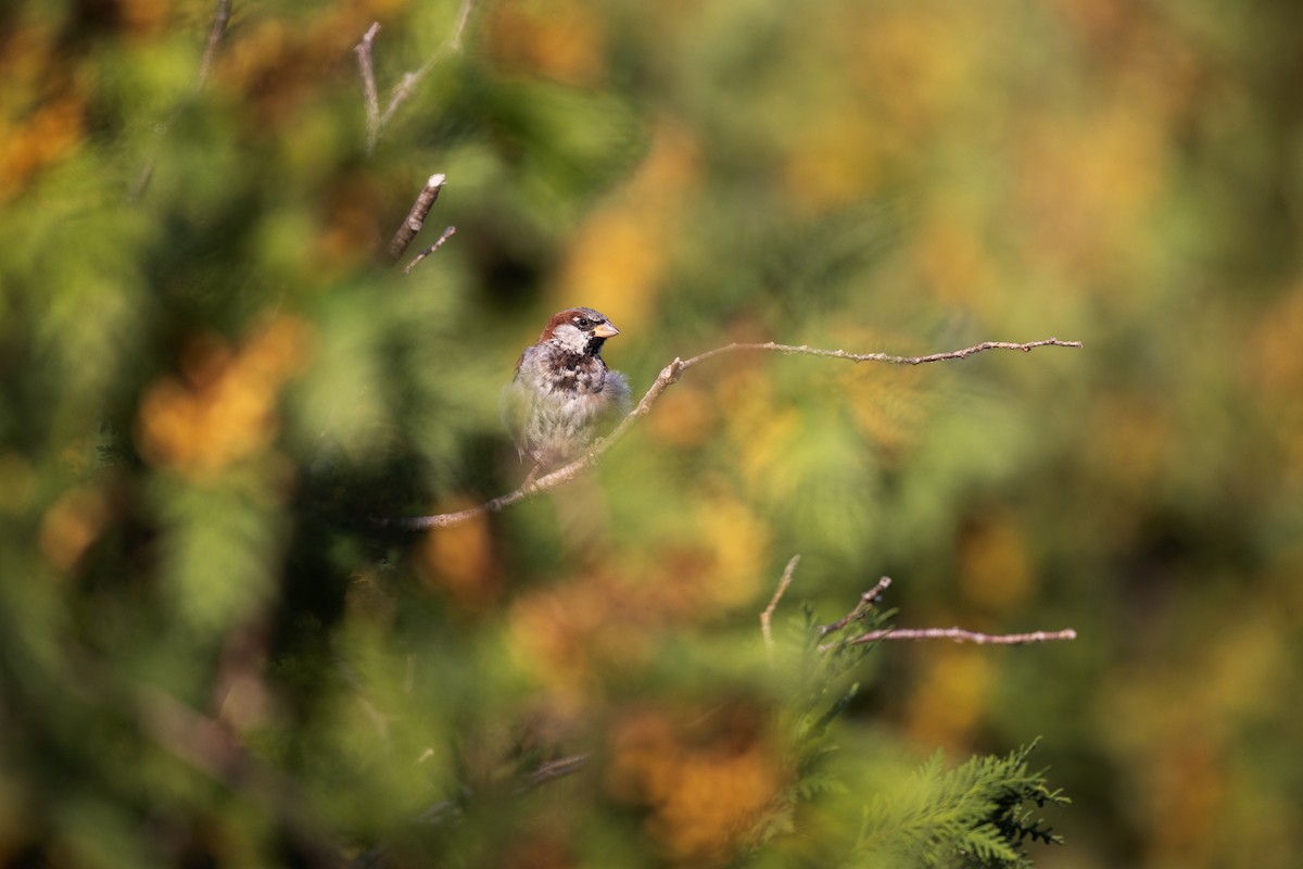 House Sparrow - ML641089049