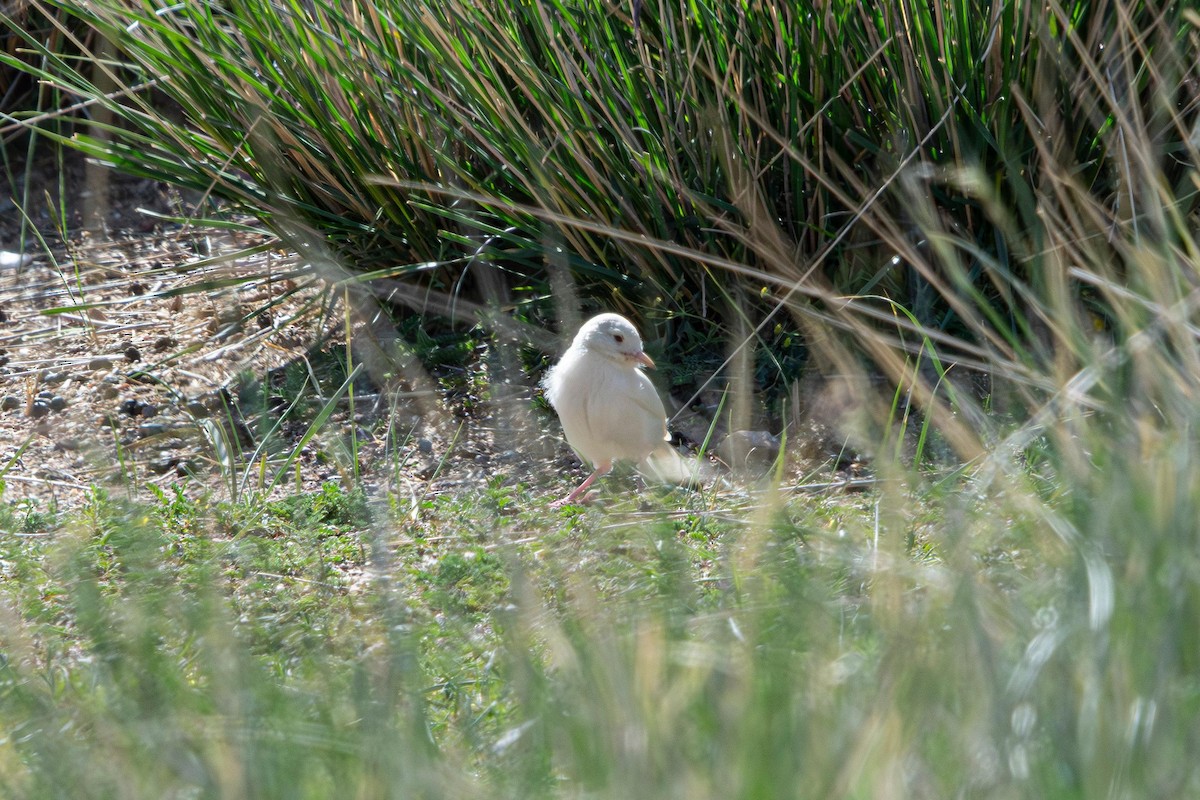 Ground Tit - ML641089053