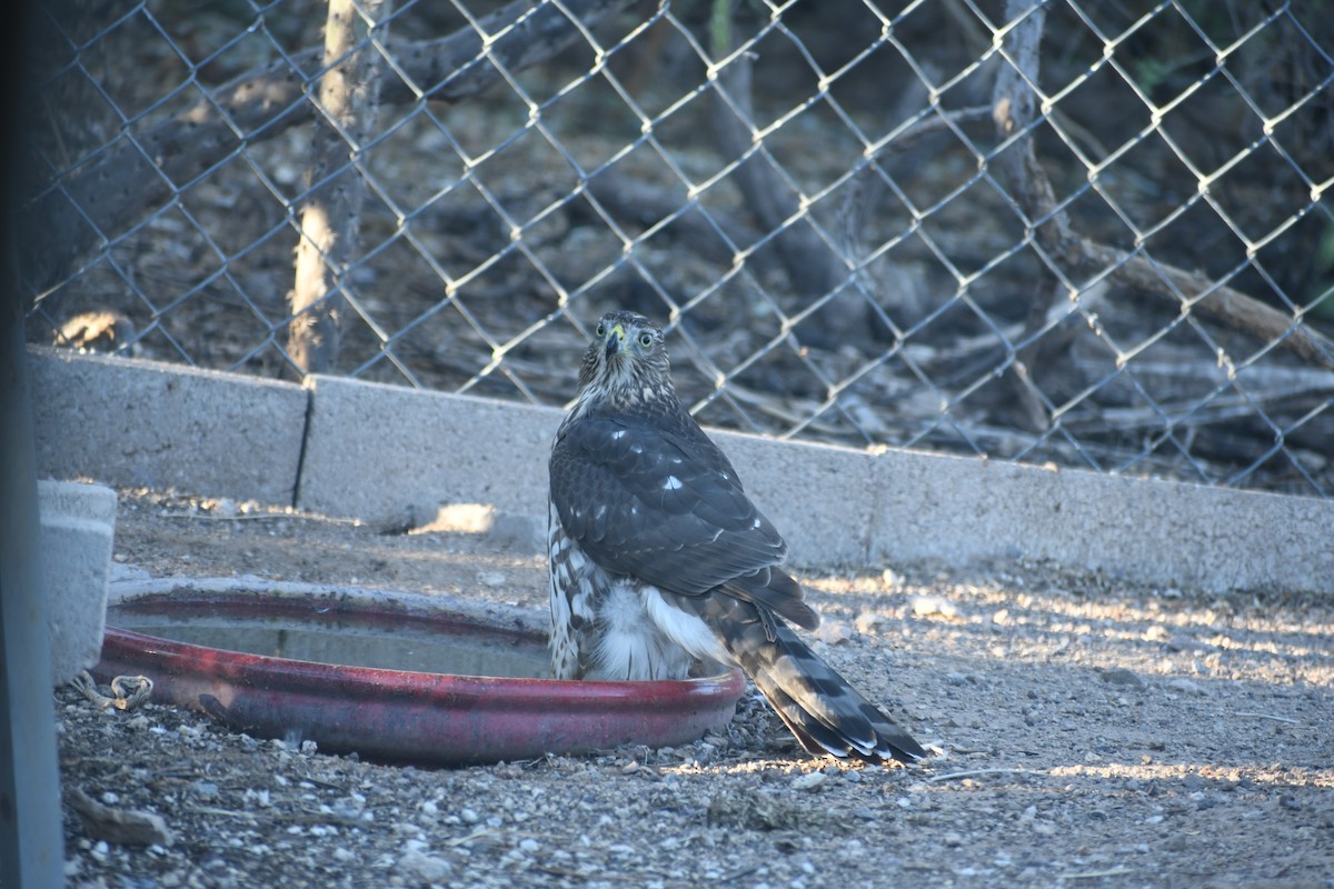 Cooper's Hawk - ML641089062