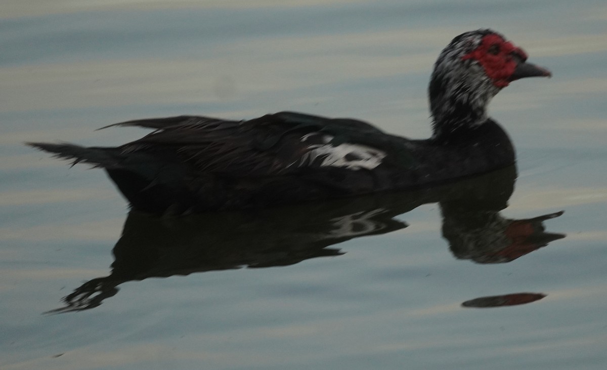 Muscovy Duck (Domestic type) - ML641089088