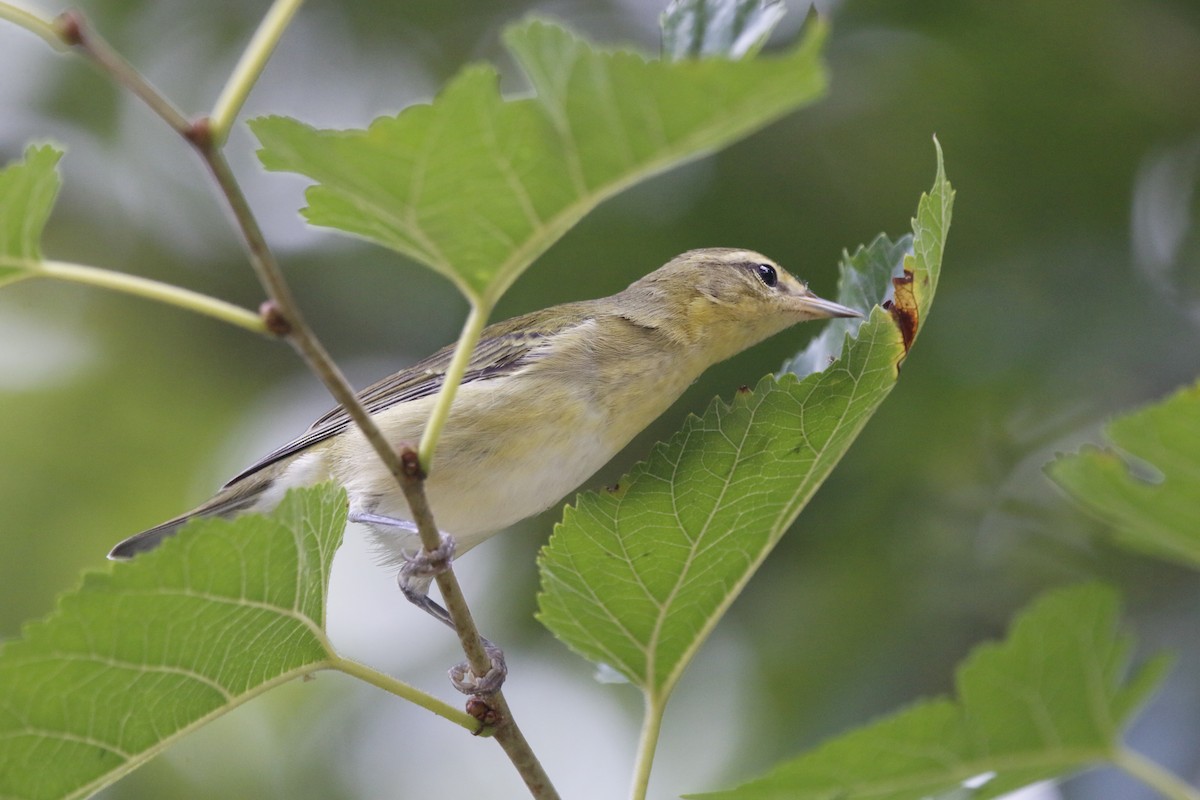 Tennessee Warbler - ML641089091