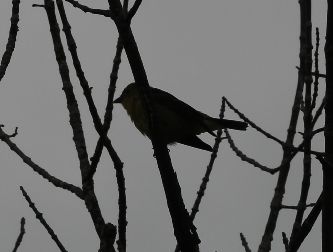 Scarlet Tanager - ML641089092