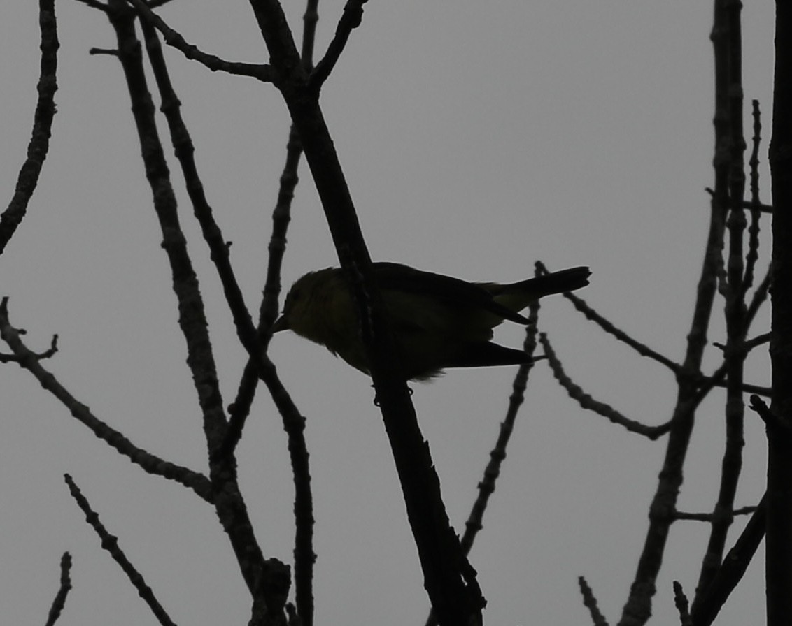 Scarlet Tanager - ML641089093