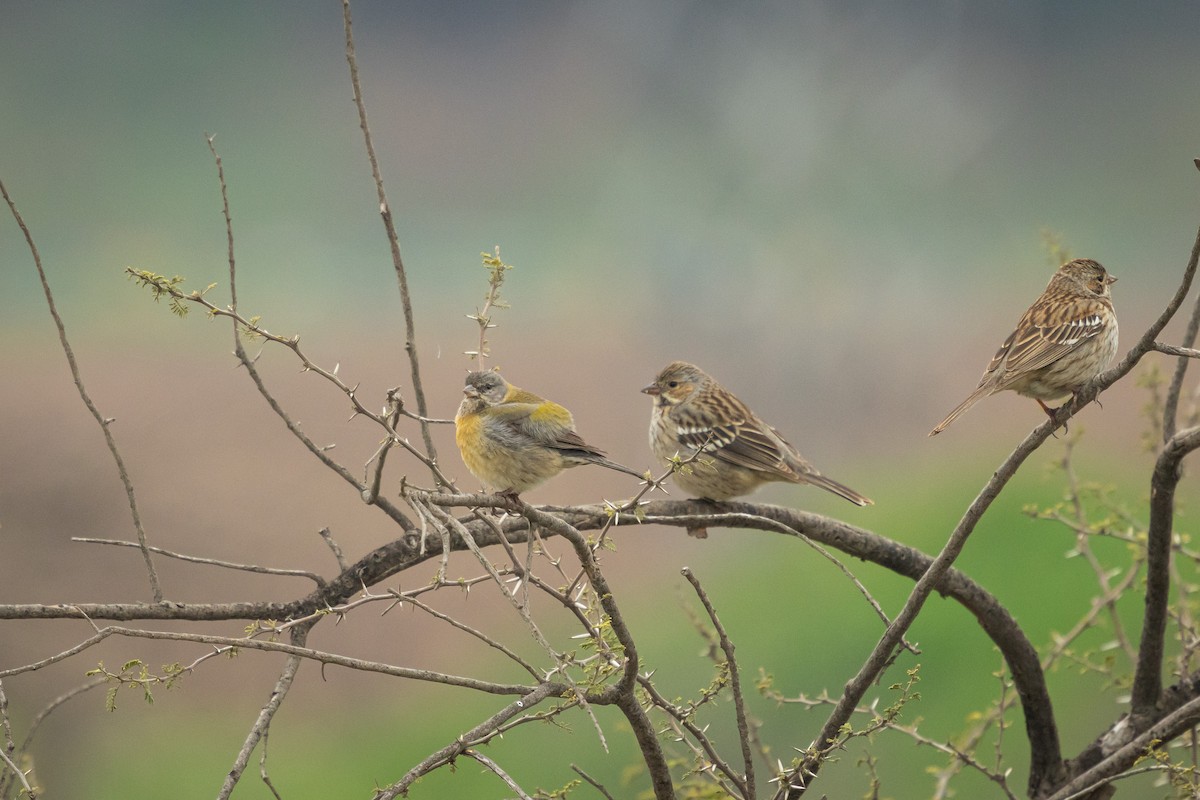 Gray-hooded Sierra Finch (gayi/caniceps) - ML641089094