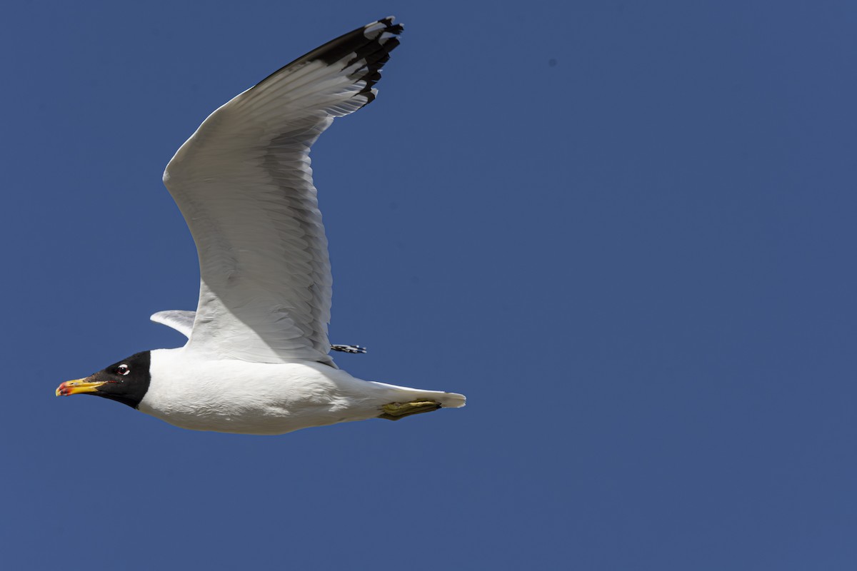 Pallas's Gull - ML641089097
