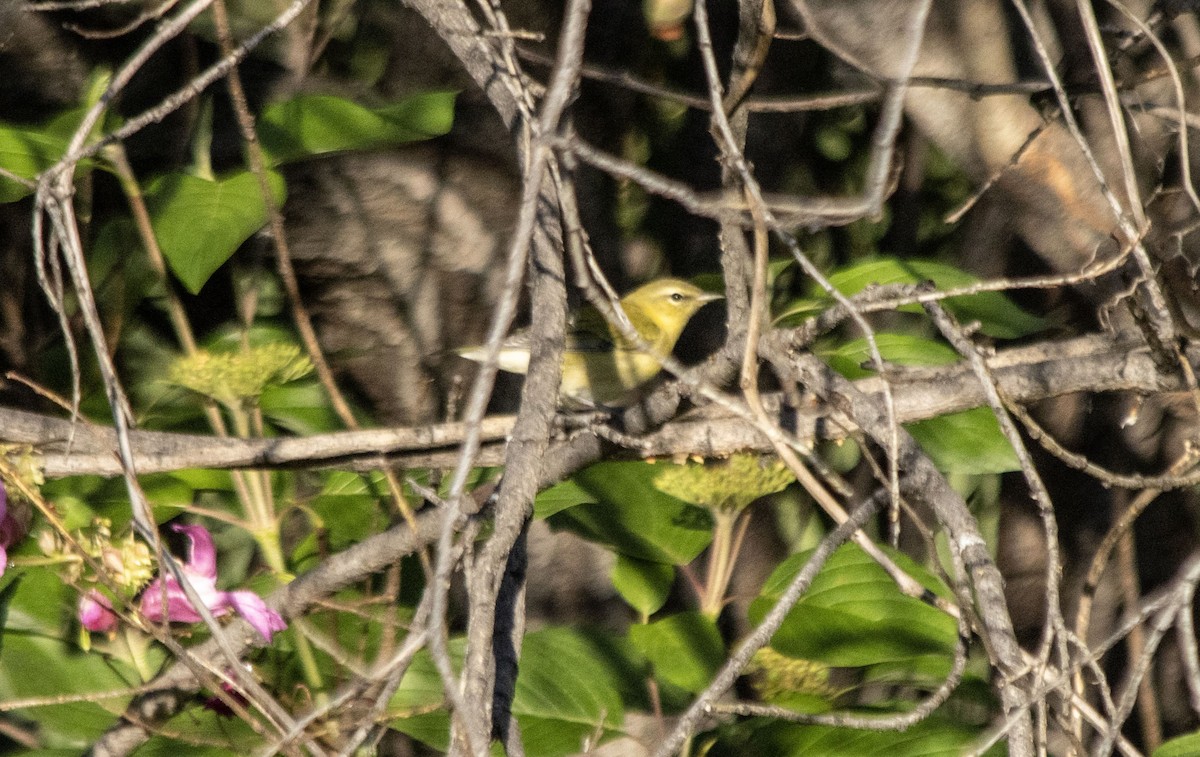Tennessee Warbler - ML641089100