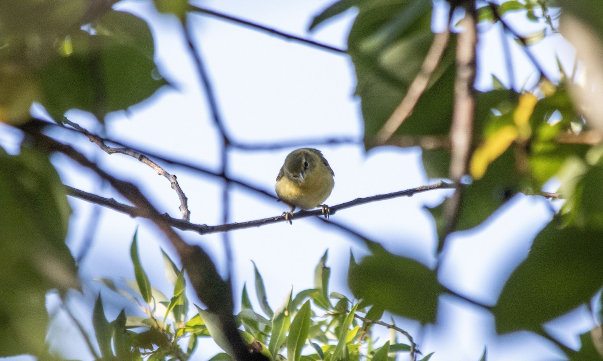 Tennessee Warbler - ML641089101