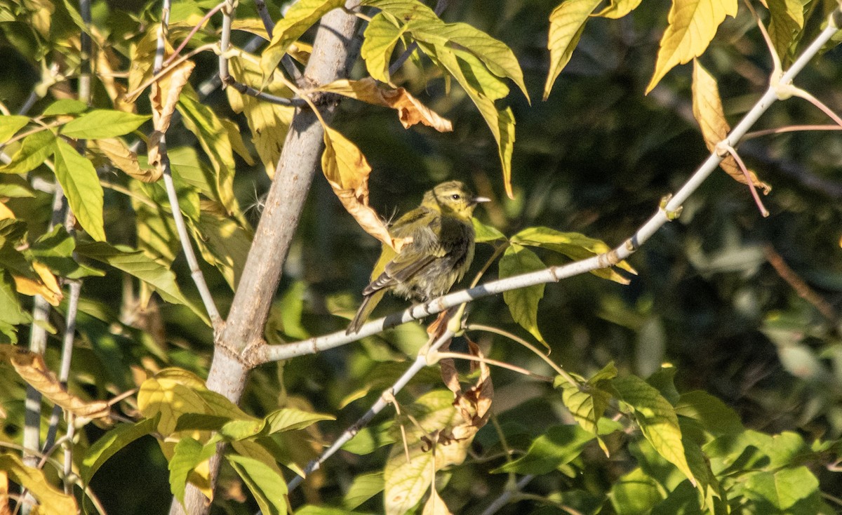 Tennessee Warbler - ML641089102