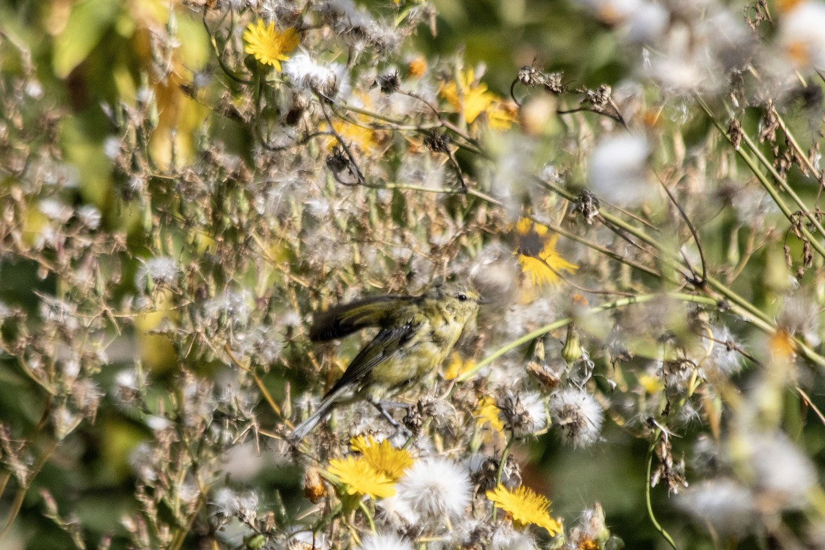 Tennessee Warbler - ML641089103