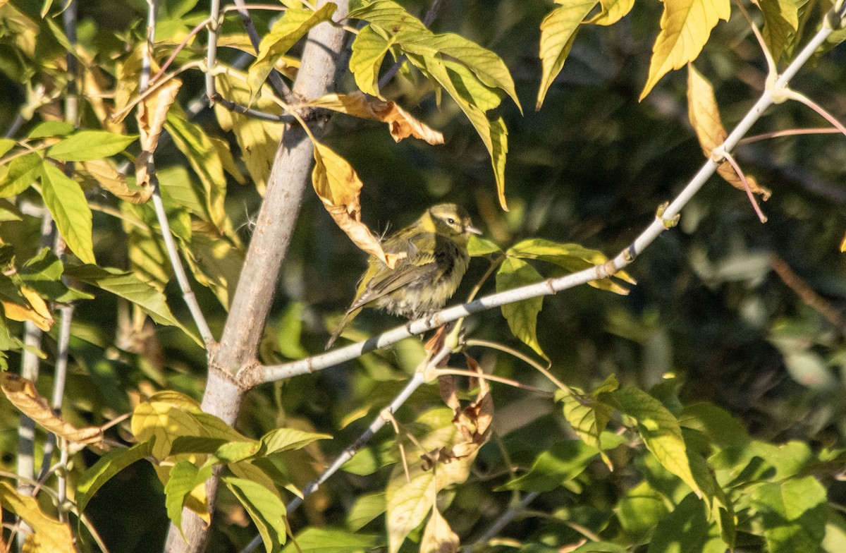 Tennessee Warbler - ML641089104