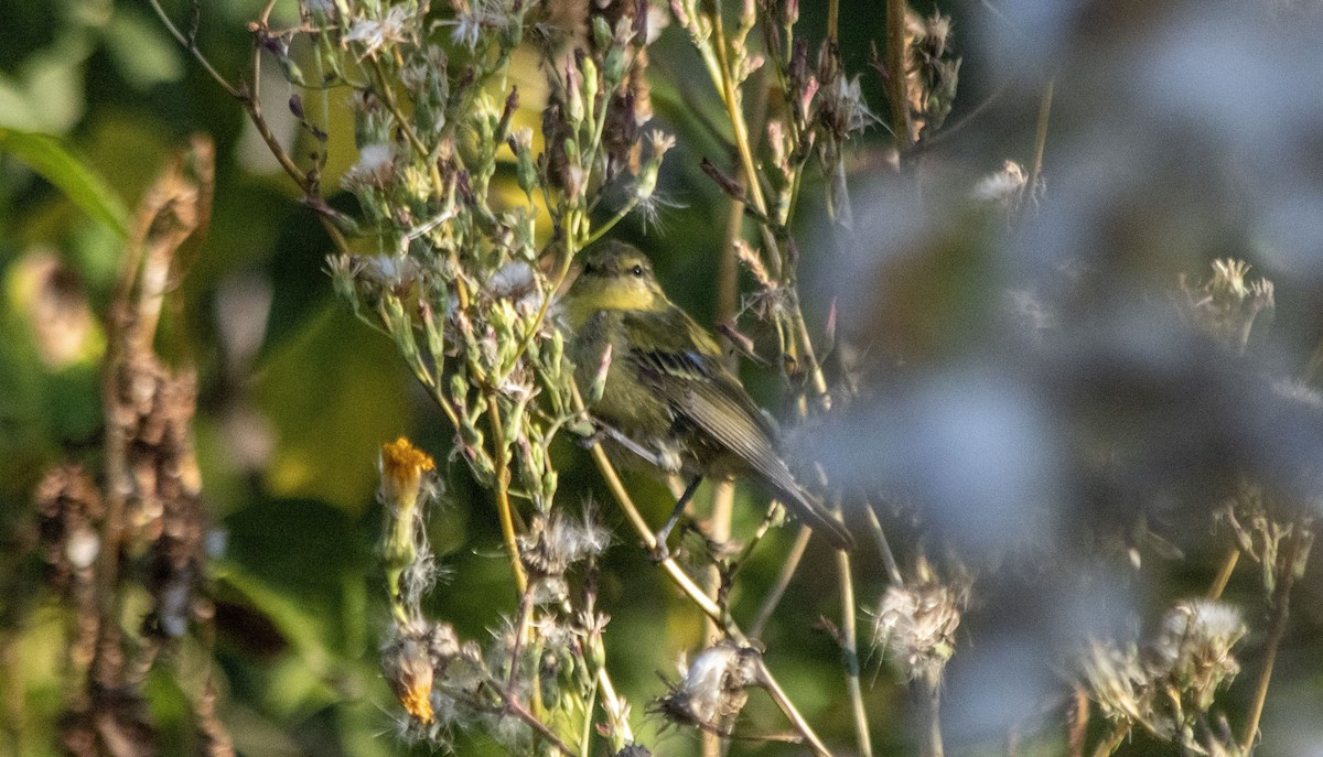 Tennessee Warbler - ML641089106