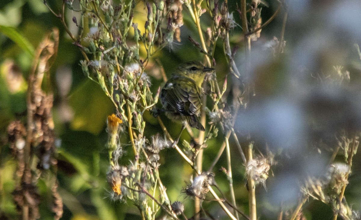 Tennessee Warbler - ML641089107