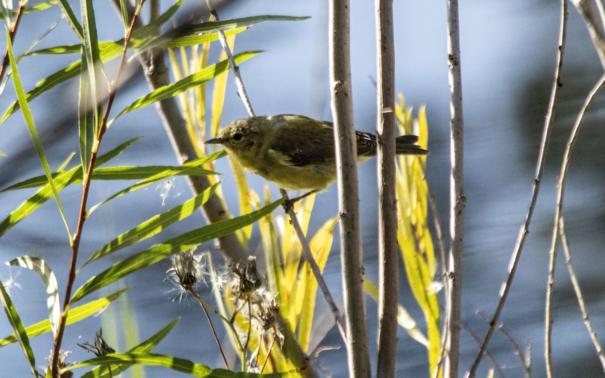 Tennessee Warbler - ML641089108