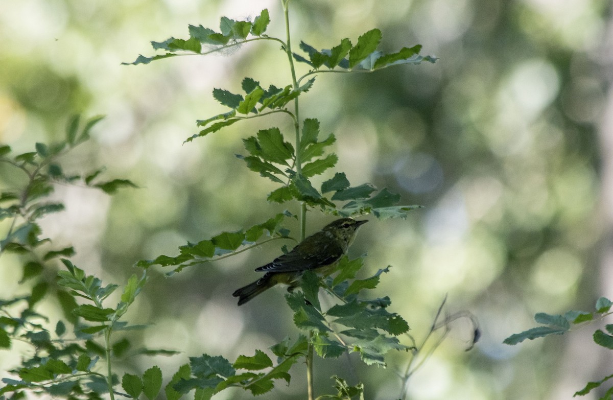 Tennessee Warbler - ML641089110