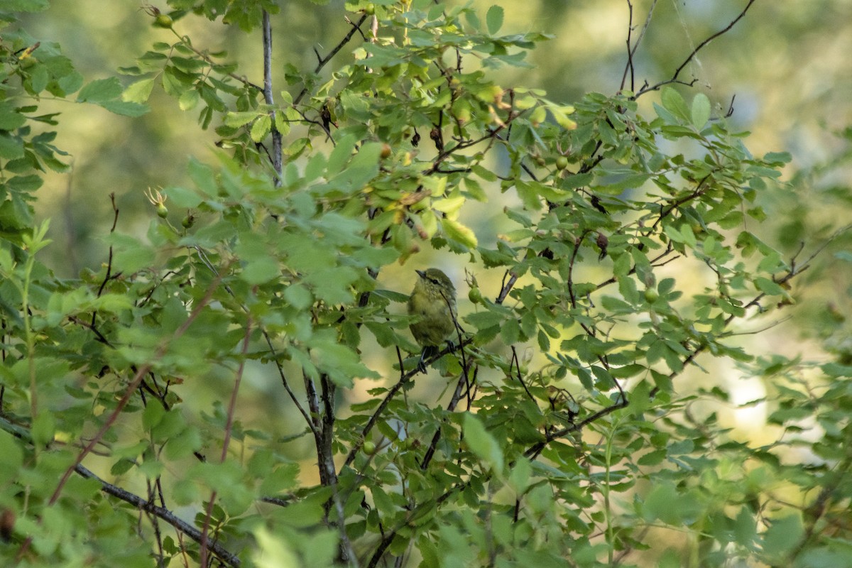 Tennessee Warbler - ML641089111