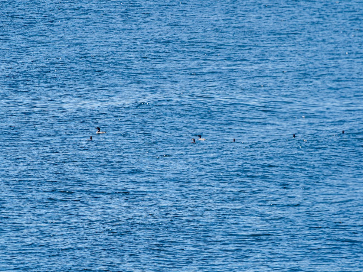 Common Loon - ML641089115