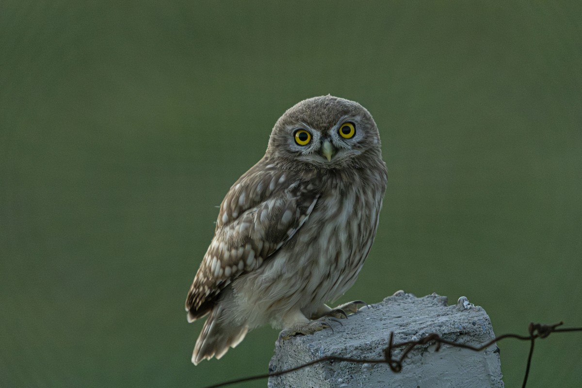 Little Owl - ML641089119