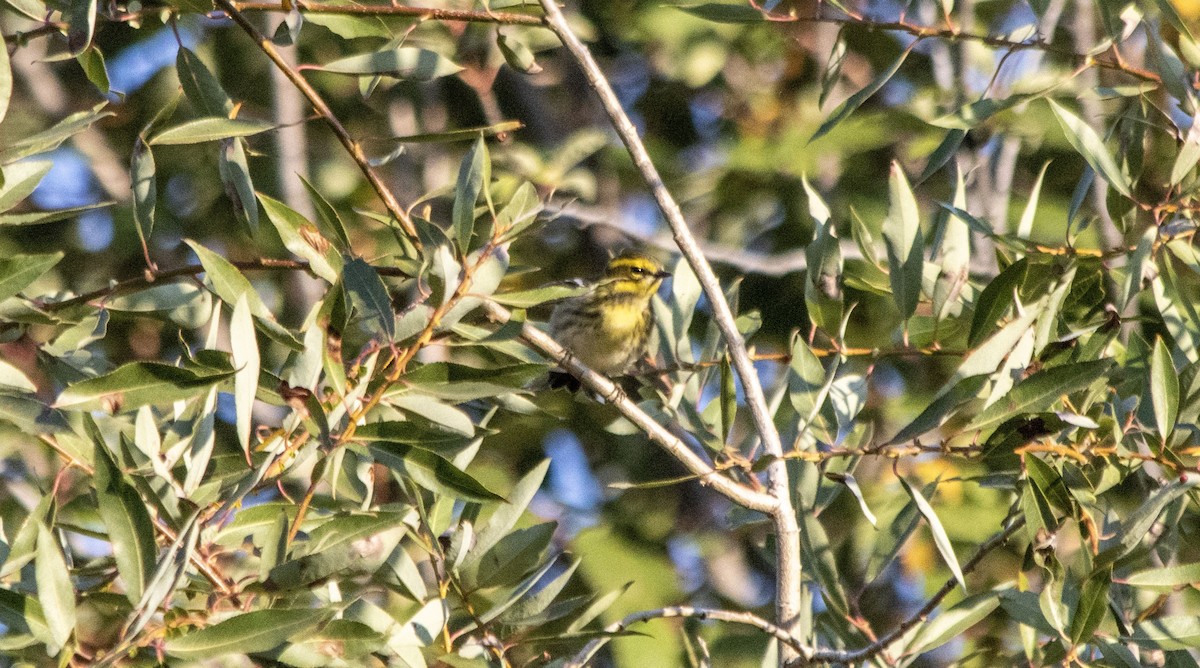 Townsend's Warbler - ML641089157