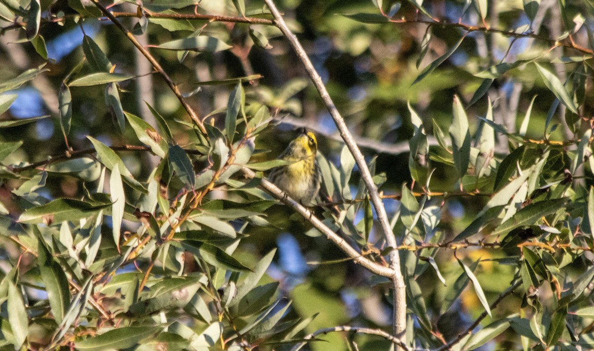 Townsend's Warbler - ML641089159