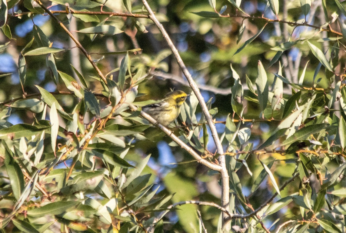 Townsend's Warbler - ML641089160