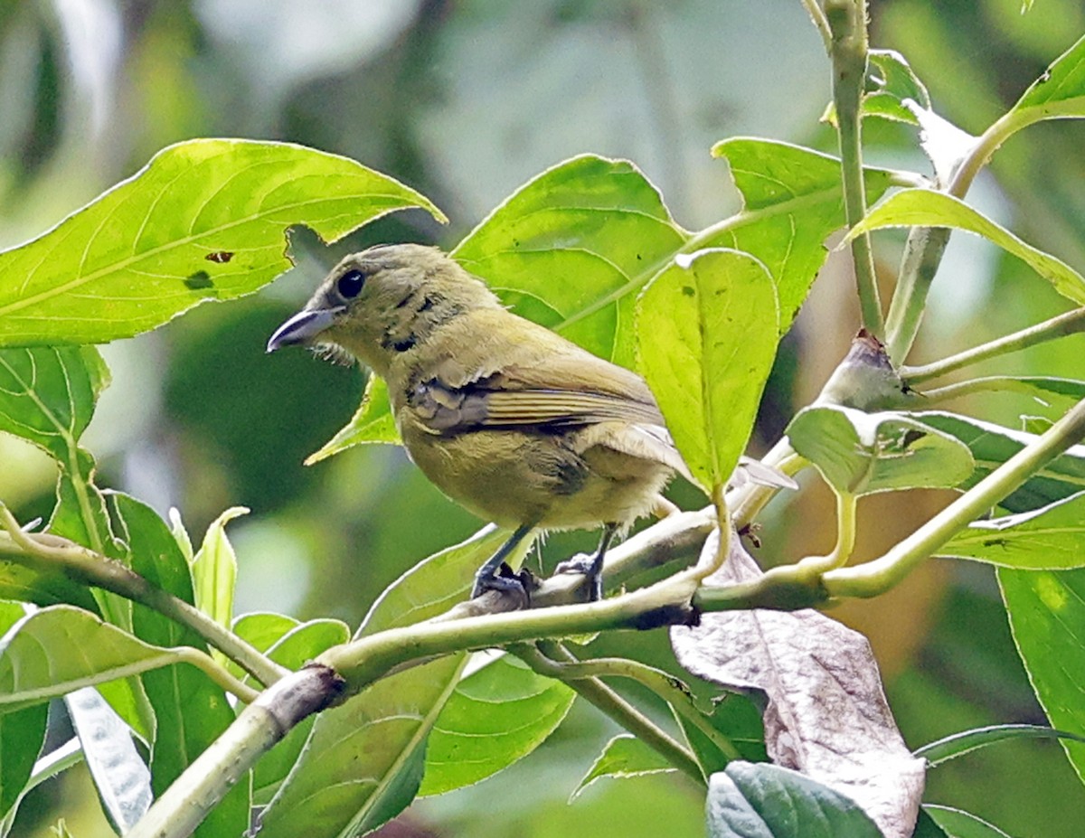 Carmiol's Tanager - ML641089164